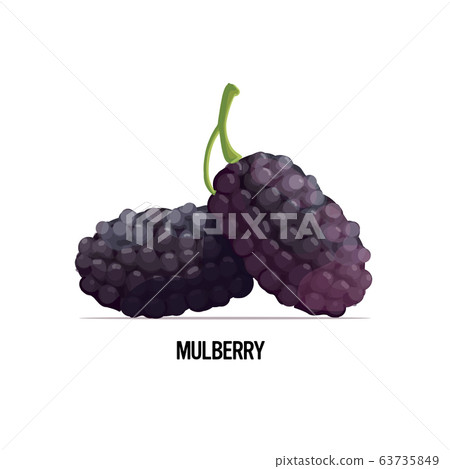 fresh mulberry icon tasty ripe fruit berry isolated on white background healthy food concept 63735849