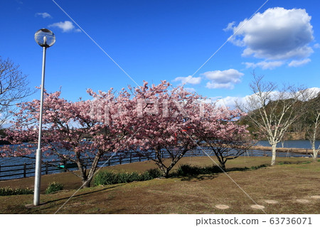 Kawazu Sakura at Suitengu Park at Lake Kameyama in Kimitsu City 63736071