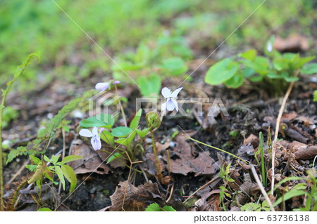 Kosmile flower 63736138