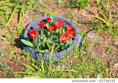 鬱金香花 63736142