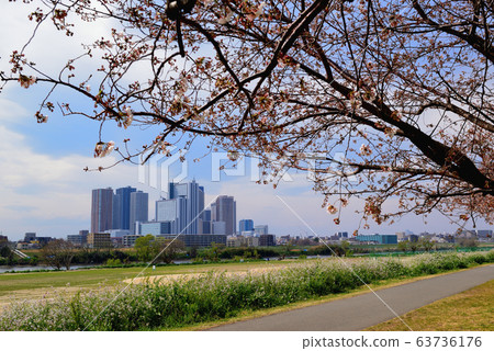 Kawasaki city Musashikosugi tower apartments and row of cherry trees Kawasaki city Musashikosugi tower apartments and row of cherry trees 63736176