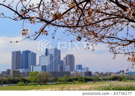 Kawasaki city Musashikosugi tower apartments and row of cherry trees Kawasaki city Musashikosugi tower apartments and row of cherry trees 63736177