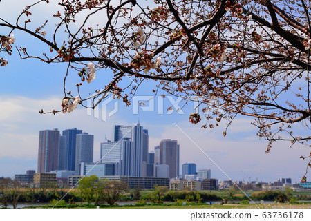 Kawasaki city Musashikosugi tower apartments and row of cherry trees Kawasaki city Musashikosugi tower apartments and row of cherry trees 63736178