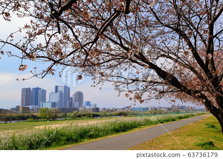 Kawasaki city Musashikosugi tower apartments and row of cherry trees Kawasaki city Musashikosugi tower apartments and row of cherry trees 63736179