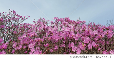 Azalea flowers Azalea flowers 63736304