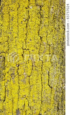 Tree moss Tree moss 63737024