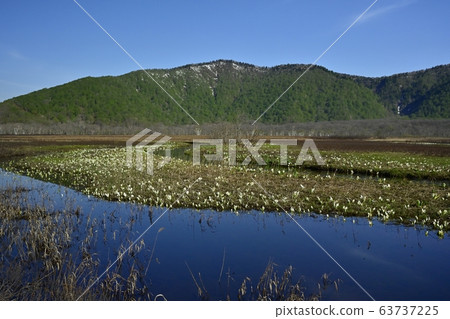 大澤原下之O盛開 63737225