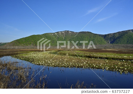 Ozegahara Shimo-no-Ohori blooming 63737227