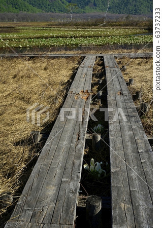 Ozegahara Shimo-no-Ohori blooming 63737233