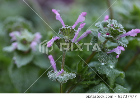 Frosted hot dog Frosted hot dog 63737477