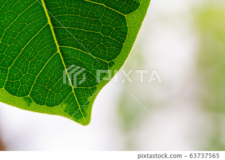 leaf leaf 63737565