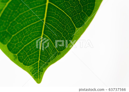 leaf leaf 63737566