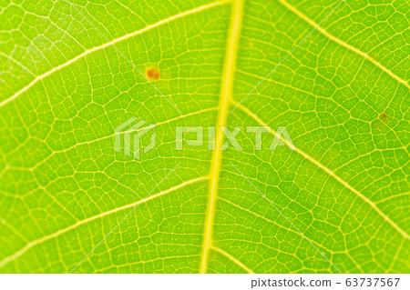 leaf leaf 63737567