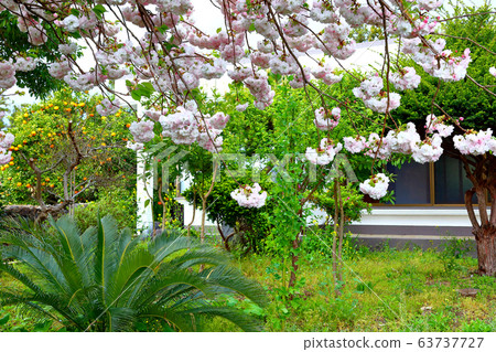 Cherry blossoms, spring, cherry blossoms, village, house, 63737727