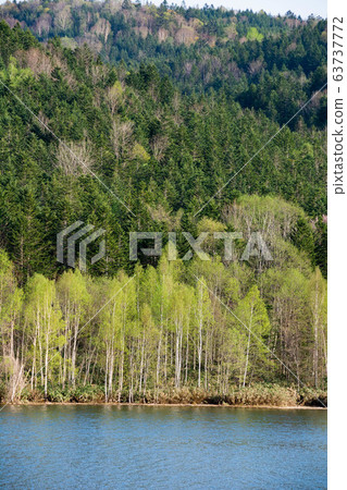 Fresh green forest and lake Fresh green forest and lake 63737772