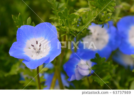 春天植物園 63737989