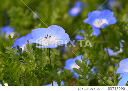春天植物園 63737990