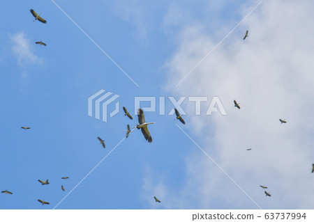 Asian Openbill (Anastomus oscitans) flying on blue sky. 63737994