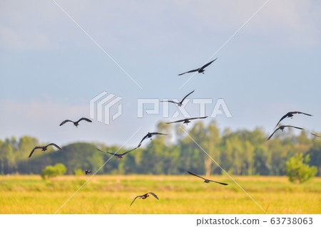 Glossy Ibis bird (Plegadis falcinellus) flying on blue sky. 63738063