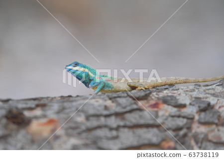 Lizard (Blue-crested Lizard) on the tree in tropical rain forest. Lizard (Blue-crested Lizard) on the tree in tropical rain forest. 63738119