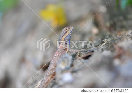 Lizard (Blue-crested Lizard) on the tree in tropical rain forest. Lizard (Blue-crested Lizard) on the tree in tropical rain forest. 63738121