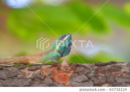 Lizard (Blue-crested Lizard) on the tree in tropical rain forest. Lizard (Blue-crested Lizard) on the tree in tropical rain forest. 63738124