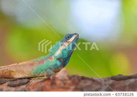 Lizard (Blue-crested Lizard) on the tree in tropical rain forest. Lizard (Blue-crested Lizard) on the tree in tropical rain forest. 63738126