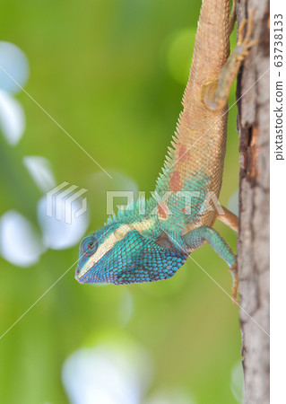 Lizard (Blue-crested Lizard) on the tree in tropical rain forest. Lizard (Blue-crested Lizard) on the tree in tropical rain forest. 63738133