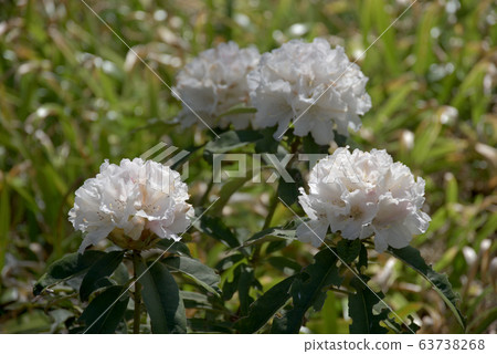 White rhododendron 63738268