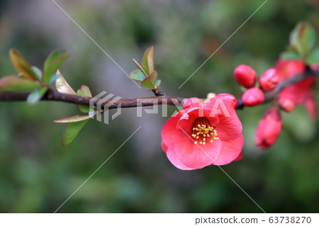 模糊的鮮花 模糊的鮮花 63738270