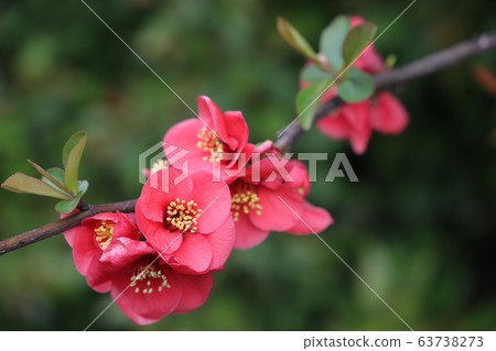 模糊的鮮花 63738273