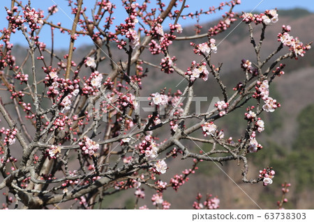 Apricot flowers 63738303