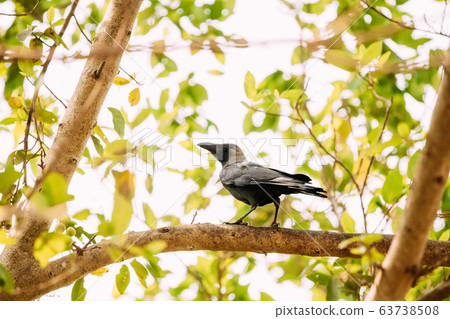 Goa, India. House Crow Sitting On Branch Of Tree Goa, India. House Crow Sitting On Branch Of Tree 63738508