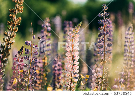 Bush Of Wild Flowers Lupine In Summer Field Meadow At Sunset Sunrise. Lupinus, Commonly Known As Lupin Or Lupine, Is A Genus Of Flowering Plants In The Legume Family, Fabaceae Bush Of Wild Flowers Lupine In Summer Field Meadow At Sunset Sunrise. Lupinus, Commonly Known As Lupin Or Lupine, Is A Genus Of Flowering Plants In The Legume Family, Fabaceae 63738545