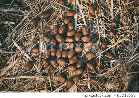 Elk Moose Scat On Ground In Spring Forest. Belarus Or European Part Of Russia. 63738558