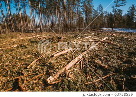 Fallen Tree Trunks In Deforestation Area. Pine Forest Landscape In Sunny Spring Day. Green Forest Deforestation Area Landscape 63738559