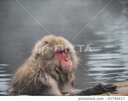 [Nagano] Snow Monkey at Jigokudani Monkey Park 63740417