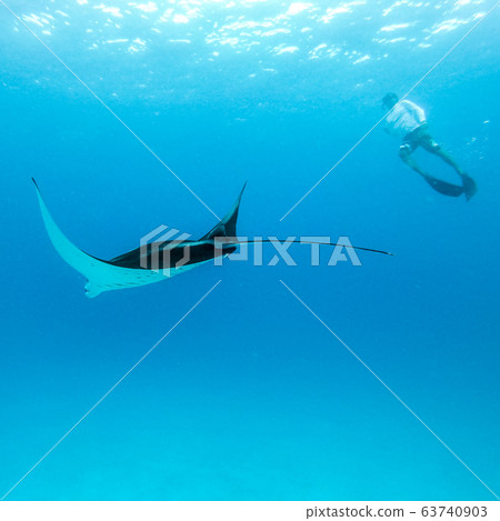 Underwater view of hovering Giant oceanic manta ray, Manta Birostris , and man free diving in blue ocean. Watching undersea world during adventure snorkeling tour on Maldives islands. 63740903