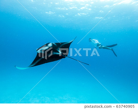 Underwater view of hovering Giant oceanic manta ray, Manta Birostris , and man free diving in blue ocean. Watching undersea world during adventure snorkeling tour on Maldives islands. 63740905