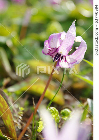 Katakuri flowers Katakuri flowers 63740994