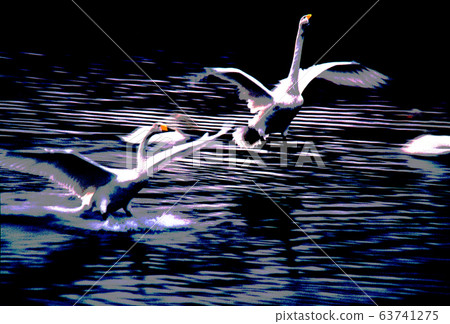 Swan speed landing Swan speed landing 63741275
