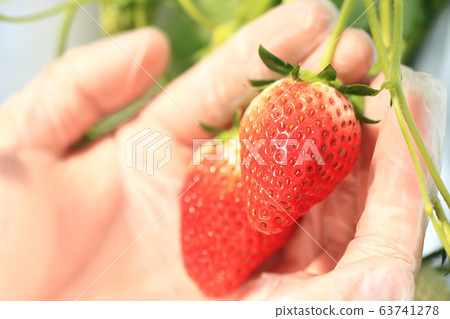 Ichigo草莓採摘圖像 Ichigo草莓採摘圖像 63741278
