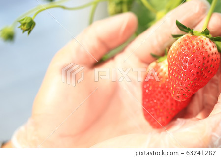 Ichigo草莓採摘圖像 Ichigo草莓採摘圖像 63741287