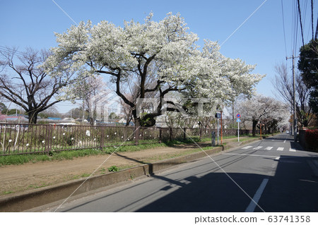 Cherry blossoms along Tamagawa Josui (Josui Sakura Street, Jinyabashi Bridge to Shin-Koganei Bridge) (Koganei City, Tokyo) 63741358