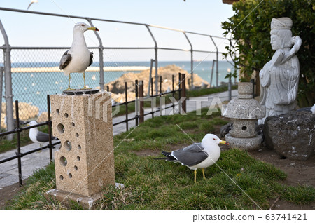 鹿島神社的海貓 63741421
