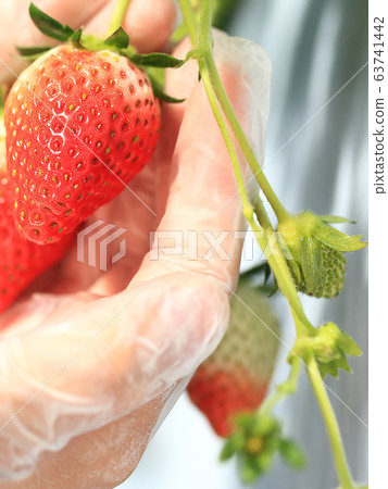 Ichigo草莓採摘圖像 63741442