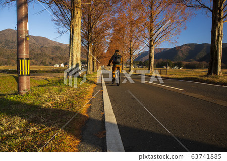 Metasequoia Namiki / Shiga Metasequoia Namiki / Shiga 63741885