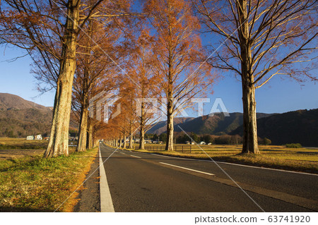 Metasequoia Namiki / Shiga 63741920