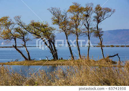 Underwater trees / Kohoku Waterbird Park / Shiga 63741938