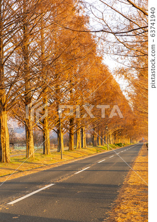 Metasequoia Namiki / Shiga 63741940